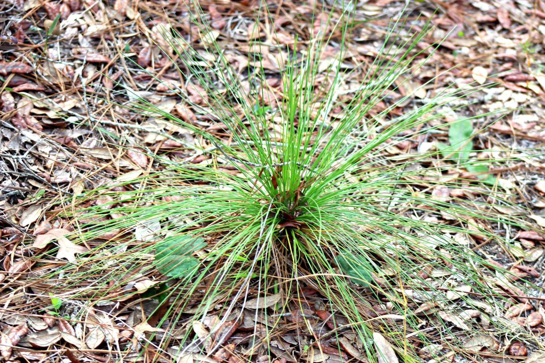 Wildlife Moment young pine as grass